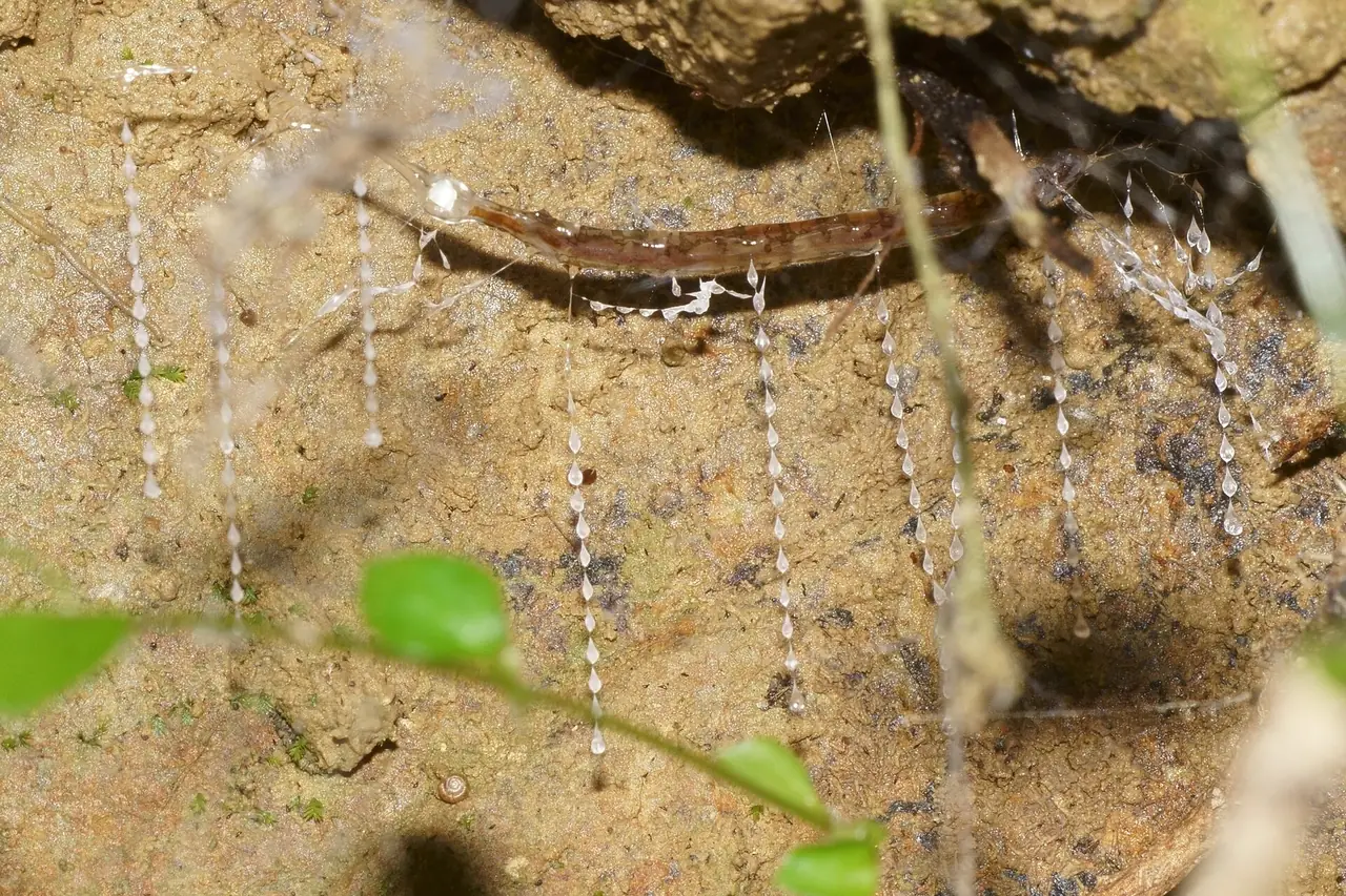 ตัวอ่อนของหนอนเรืองแสง Arachnocampa luminosa พร้อมเส้นใยเหนียวที่ห้อยลง ภาพประกอบทั่วไปจาก Wikimedia Commons ผู้ถ่าย Uwe Schneehagen สัญญา CC BY-SA 4.0 ไม่ยืนยันว่าถ่ายที่ไวโทโม