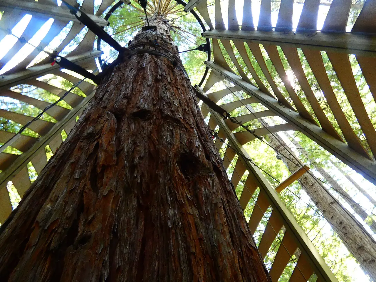 ต้นเรดวูดและทางเดินลอยฟ้าในป่า Redwoods เมืองโรโตรัว ภาพจาก Wikimedia Commons ผู้ถ่าย Panamitsu สัญญา CC BY-SA 4.0 ภาพประกอบปลายทาง ภาพนี้ยังสื่อว่านิวซีแลนด์ดูแลระบบนิเวศจากพืชต่างถิ่นอย่างเข้มงวด