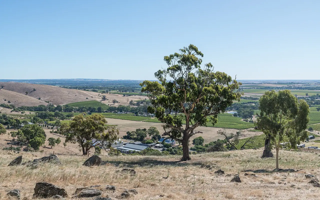 ทิวทัศน์หุบเขา Barossa ที่ถ่ายจาก Mengler Hill ใกล้ Tanunda ภาพจาก Wikimedia Commons ผู้ถ่าย DXR สัญญา CC BY-SA 4.0 ถ่ายเดือนกุมภาพันธ์ 2566