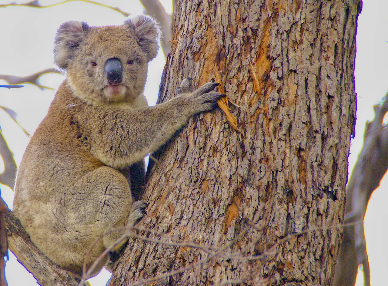 โคอาลาเกาะต้นไม้บน Kangaroo Island ภาพจาก Wikimedia Commons ผู้ถ่าย C. Brück สัญญา CC BY-SA 4.0