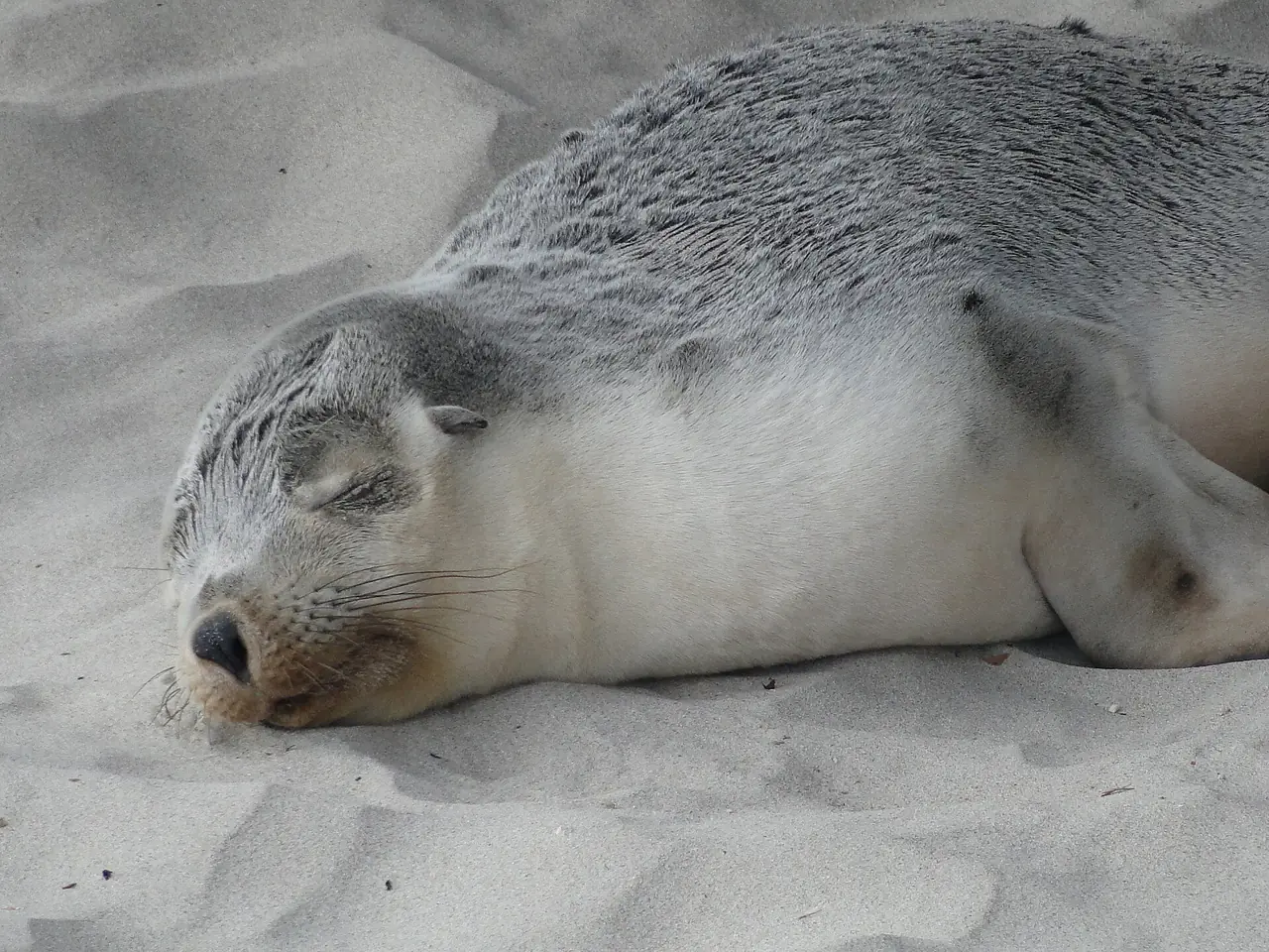 สิงโตทะเลออสเตรเลียนอนบนหาดทรายที่ Seal Bay Conservation Park เกาะ Kangaroo Island ภาพจาก Wikimedia Commons ผู้ถ่าย Peterdownunder สัญญา CC BY-SA 3.0 ภาพเก่า