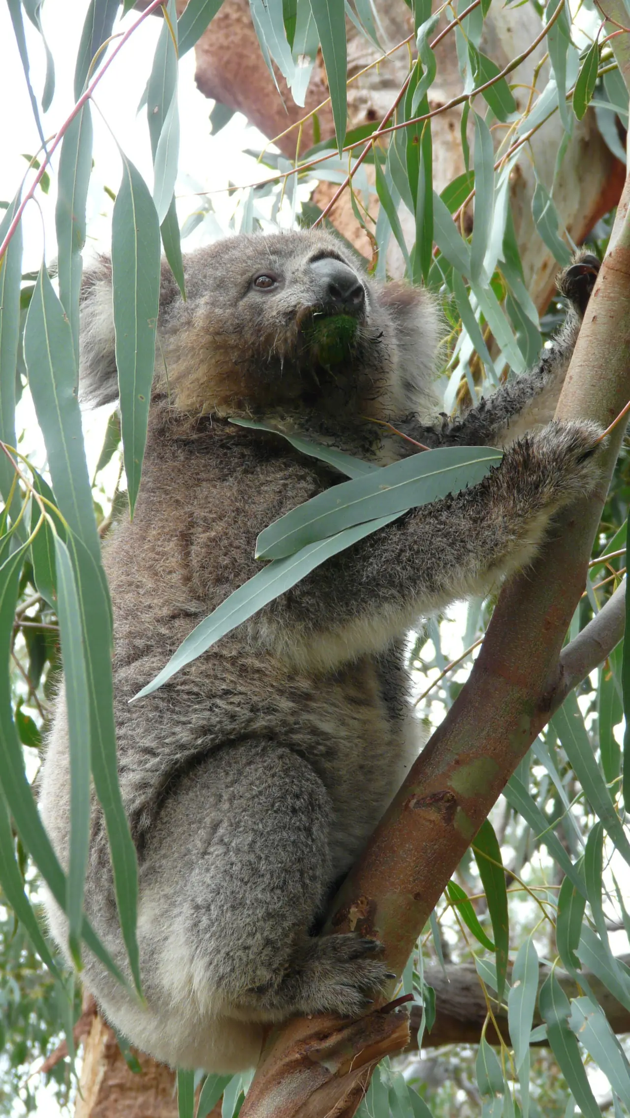 โคอาลากินใบยูคาลิปตัสบนต้นไม้ที่ Koala Conservation Reserve บน Phillip Island ภาพจาก Wikimedia Commons ผู้ถ่าย Chensiyuan สัญญา CC BY-SA 4.0