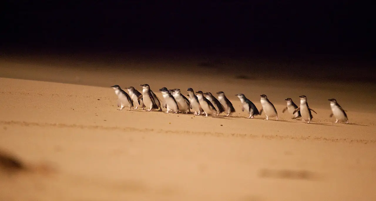 ภาพออสเตรเลีย: Phillip Island เพนกวิน 2569: ตั๋ว 34 ดอลลาร์ ไปจากเมลเบิร์น