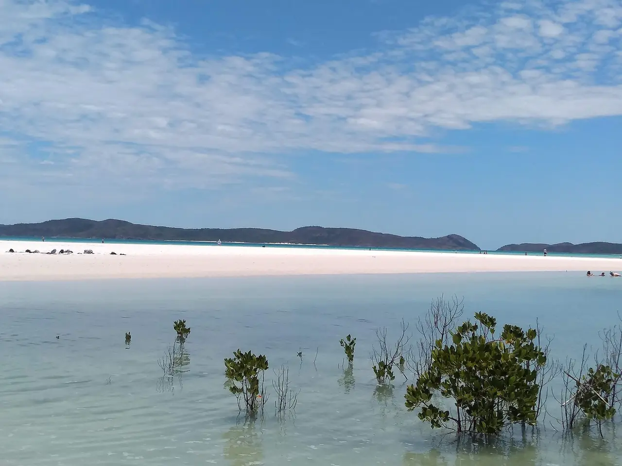 หาดทรายขาวและน้ำตื้นสีเขียวใสที่ Whitehaven Beach ใน Whitsunday Islands National Park มีป่าชายเลนเล็ก ๆ อยู่หน้าภาพ ภาพจาก Wikimedia Commons ผู้ถ่าย Timothy Wakeham สัญญา CC BY-SA 4.0