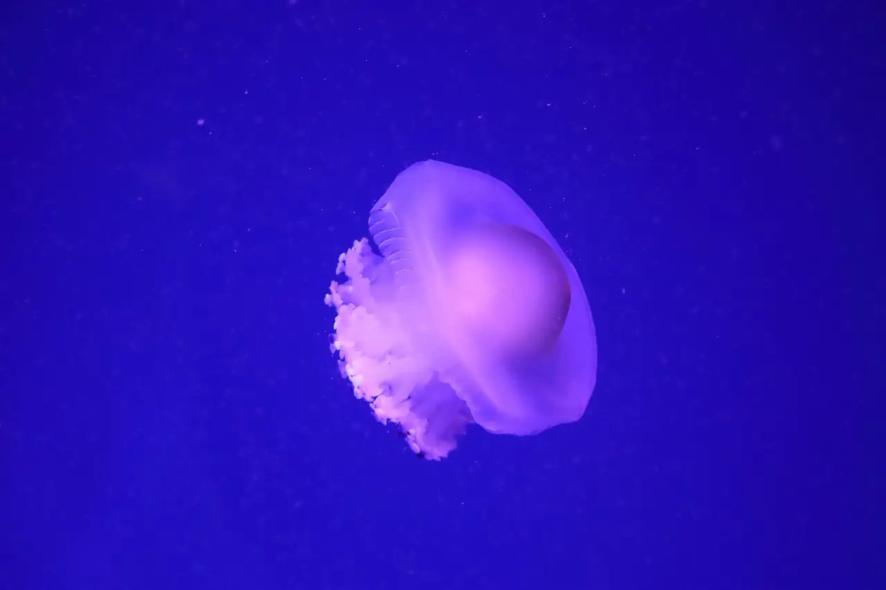แมงกะพรุนในตู้ที่ภาพบนคอมมอนส์ระบุว่าถ่ายใน Oceanogràfic บาเลนเซีย ภาพถ่ายจาก Wikimedia Commons ผู้ถ่าย Esniom สัญญา CC BY-SA 4.0 ไม่ระบุปีที่ถ่ายบนคอมมอนส์