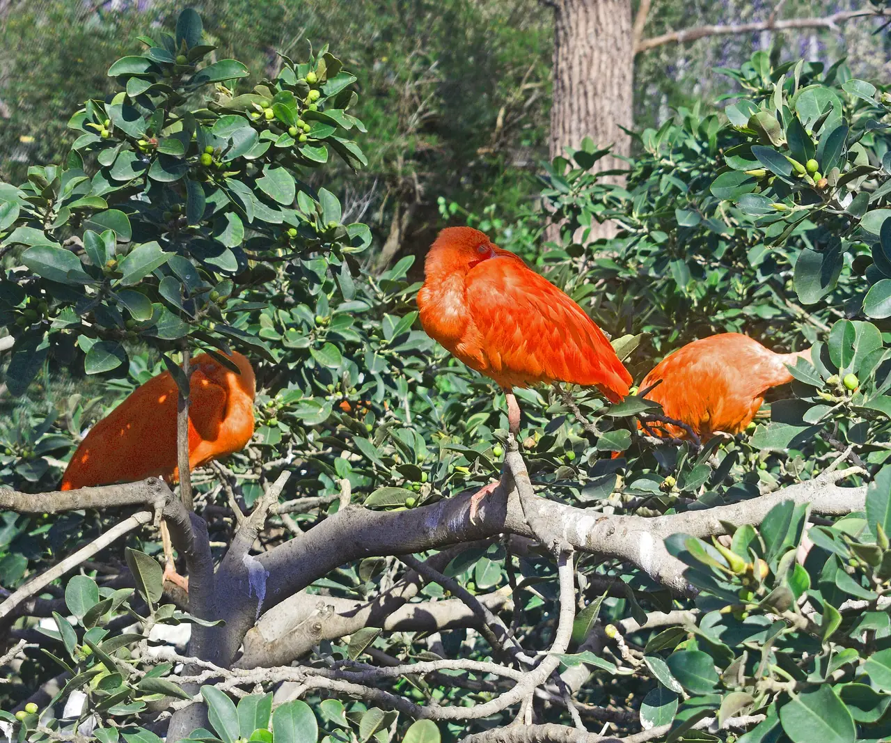 นกไอบิสแดงที่ภาพบนคอมมอนส์ระบุว่าถ่ายใน Oceanogràfic บาเลนเซีย ภาพถ่ายจาก Wikimedia Commons ผู้ถ่าย Ymblanter สัญญา CC BY-SA 4.0 ไม่ระบุปีที่ถ่ายบนคอมมอนส์