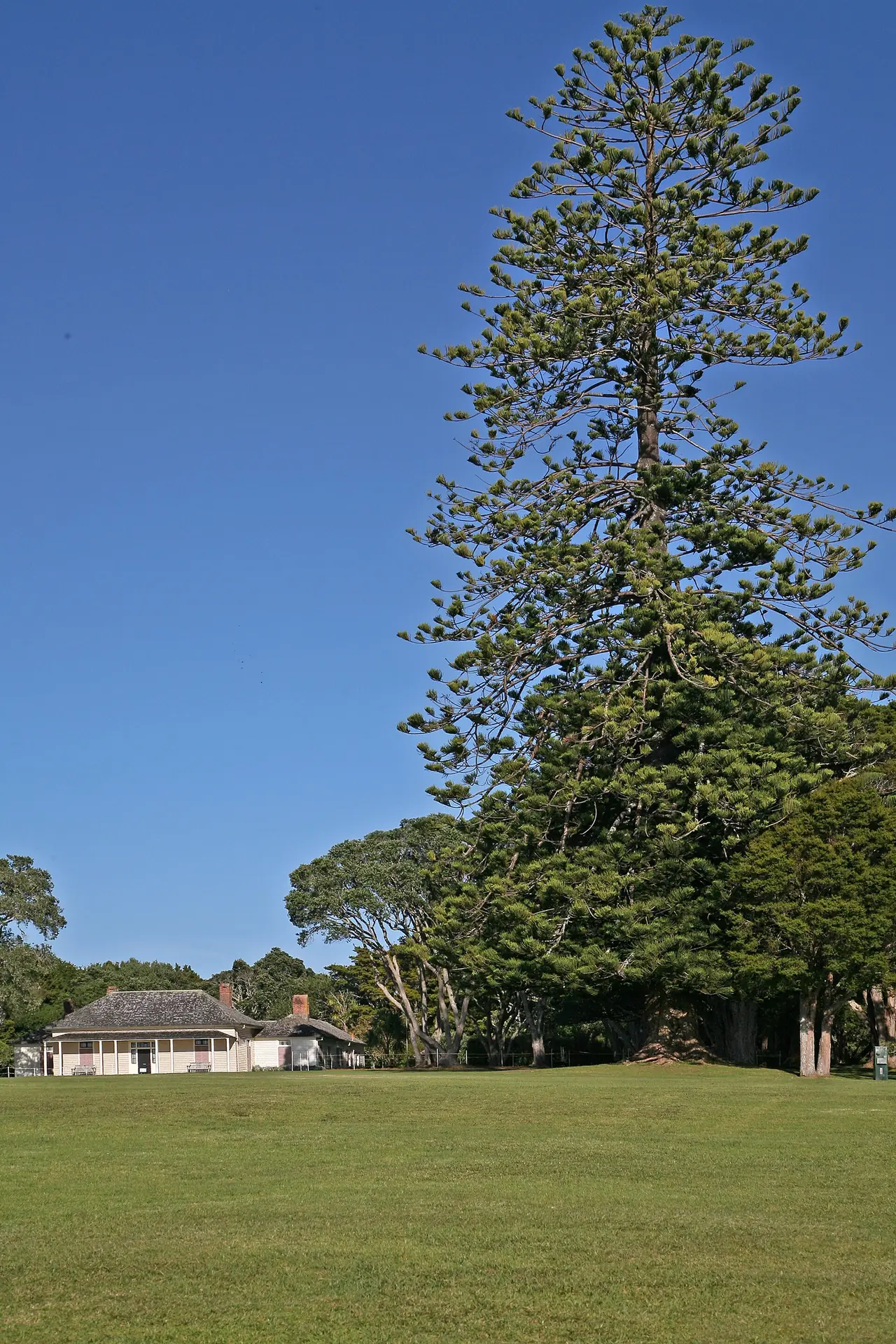 บ้าน Treaty House กับต้นสน Norfolk ที่ Waitangi ภาพจาก Wikimedia Commons ผู้ถ่าย W. Bulach สัญญา CC BY-SA 4.0 ไม่ระบุปี
