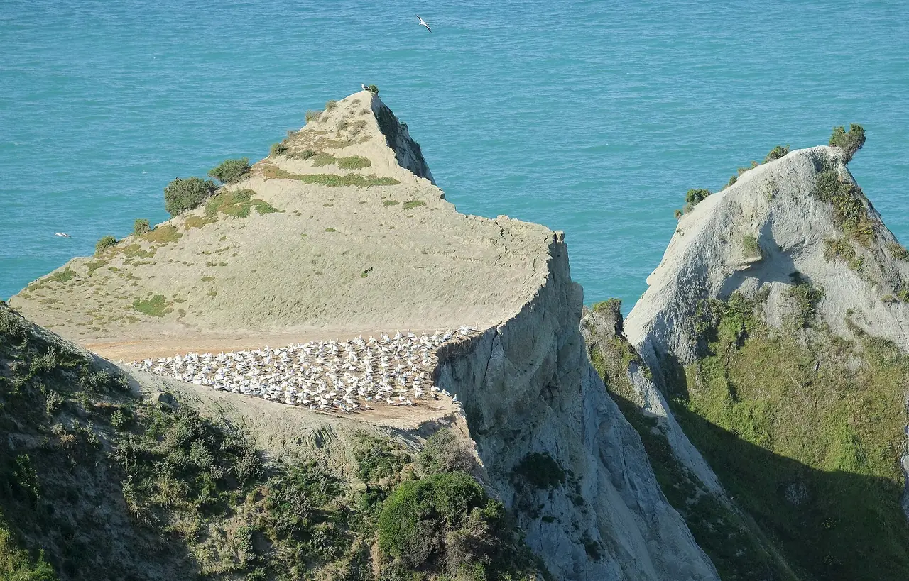 อาณานิคมนกกานเน็ตบนที่ราบ Cape Kidnappers ภาพจาก Wikimedia Commons ผู้ถ่าย Pseudopanax สถานะ Public domain ไม่ระบุปี