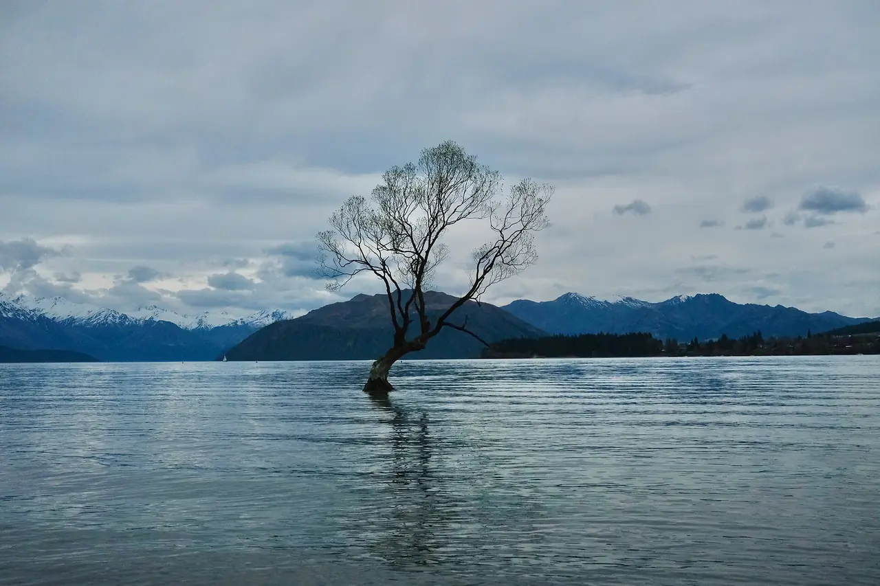 ต้นไม้กลางทะเลสาบ That Wānaka Tree ภาพจาก Wikimedia Commons ผู้ถ่าย Kate Branch สัญญา CC BY-SA 4.0 ไม่ระบุปี