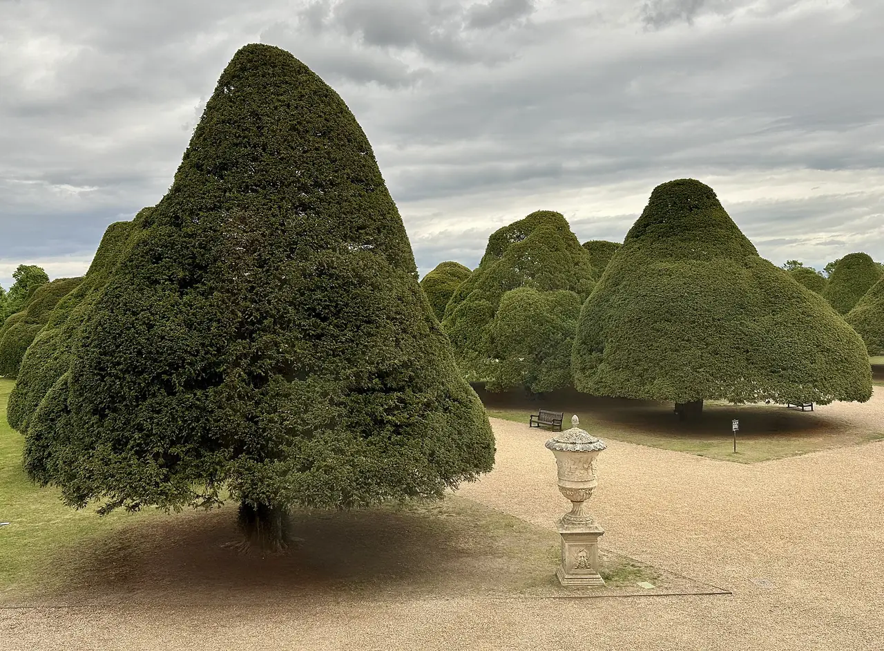 ต้นยู (yew) ตัดแต่งในสวน Great Fountain Garden ภาพจาก Wikimedia Commons ผู้ถ่าย Terragio67 สัญญา CC BY-SA 4.0 ถ่ายปี 2016
