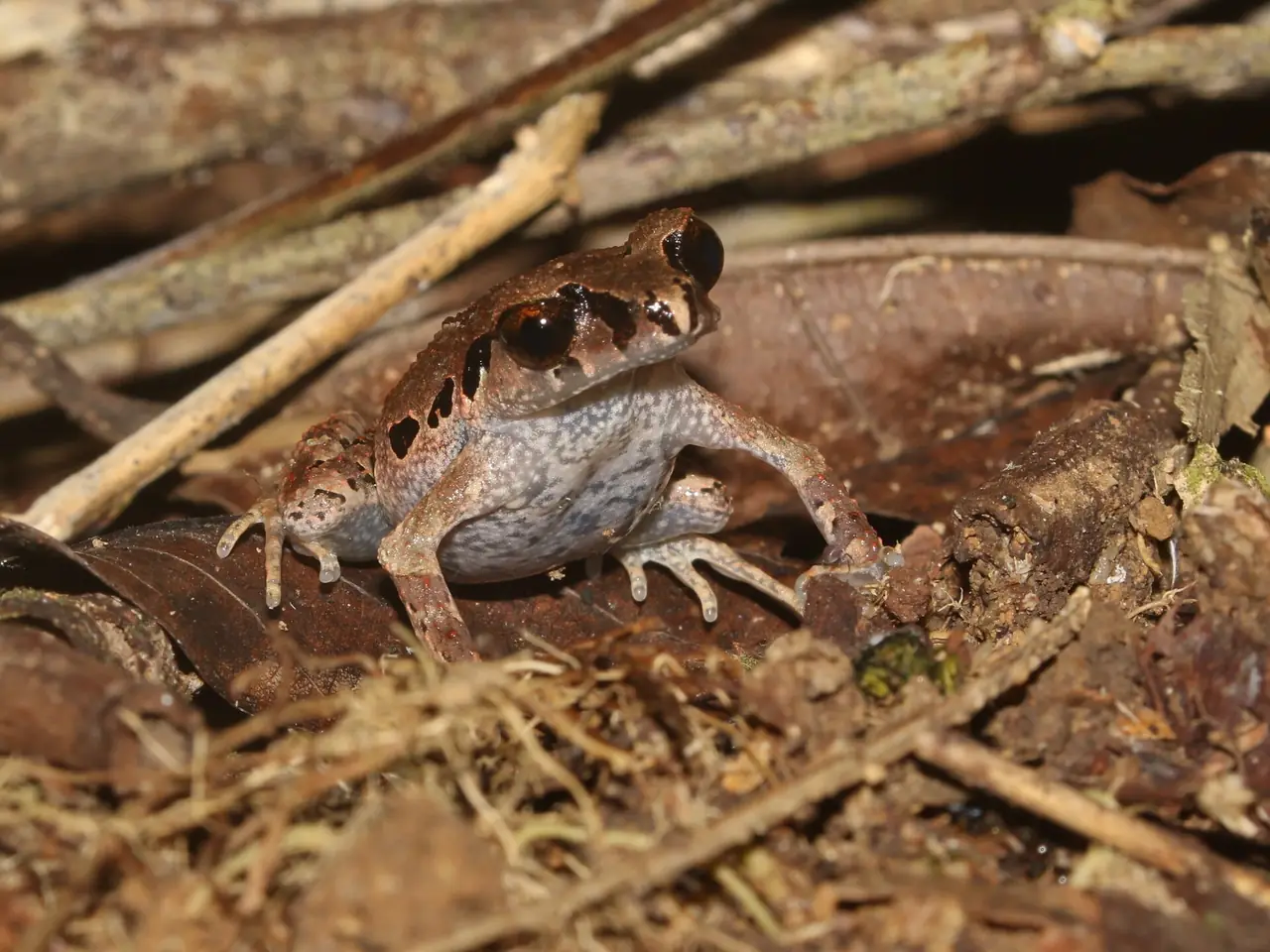 กบจิ๋วฮาลา-บาลา (Leptobrachella sola) ใกล้อุทยานแห่งชาติบางลาง ภาพของ Ian Dugdale จาก Wikimedia Commons ใบอนุญาต CC BY 4.0 คำบรรยายบน Commons ว่า Hala Bala litter toad near Bang Lang National Park ภาพสัตว์ประกอบ ไม่ใช่ที่ที่ผู้มาเยือนจะพบได้ง่าย